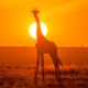 Giraffe_AhmedGalal_unsplash.com